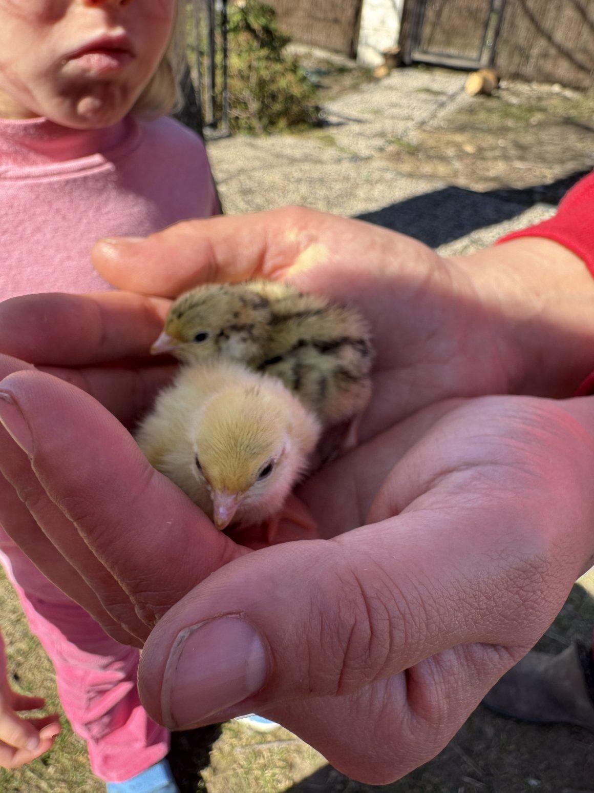 sostinės mini ferma
